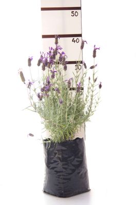 Lavandula stoechas 'Major' PB6.5