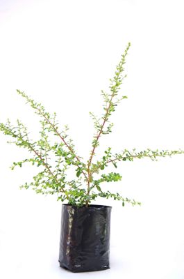 Escallonia 'Red Elf' PB6.5