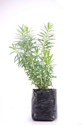 Euphorbia glauca PB3