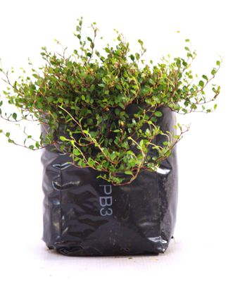 Muehlenbeckia axillaris PB3