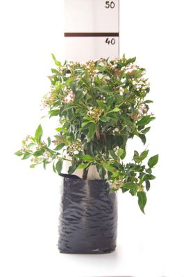 Viburnum tinus &#039;Eve Price&#039; PB6.5