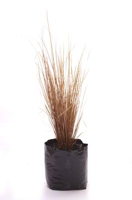 Carex buchananii PB3