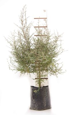 Coprosma propinqua PB18