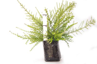 Lonicera nitida PB6.5