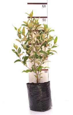 Olearia avicenniifolia PB6.5