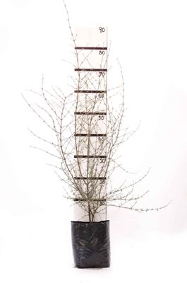 Olearia odorata PB6.5