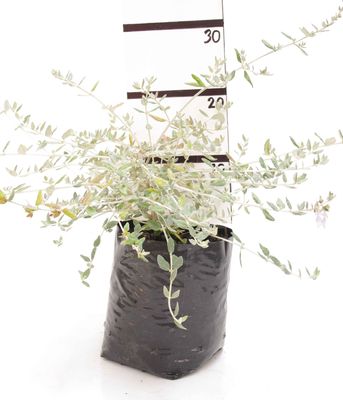 Teucrium fruticans PB6.5