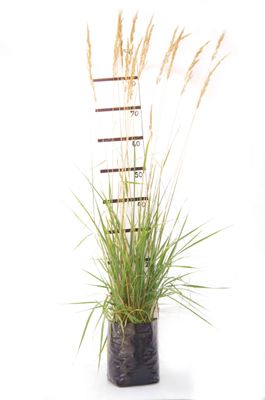 Calamagrostis 'Karl Foester' PB6.5