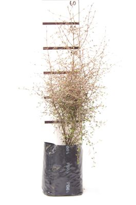 Coprosma crassifolia PB6.5