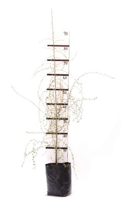 Hoheria angustifolia PB6.5