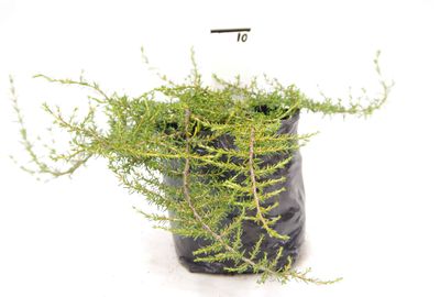 Coprosma 'Hawera' PB3