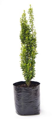 Ilex crenata &#039;Sky Pencil&#039; PB6.5