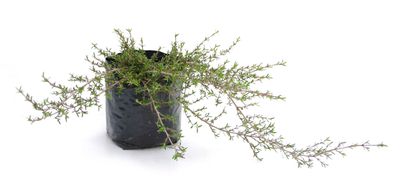 Coprosma depressa PB3