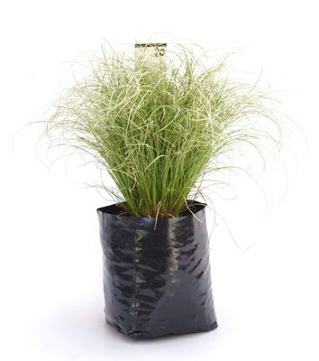 Carex comans &#039;Frosted Curls&#039; PB3
