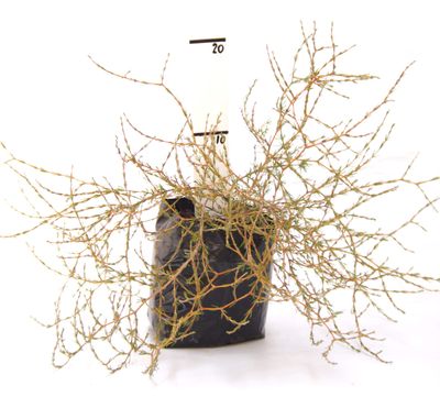 Coprosma acerosa &#039;Red Rocks&#039; PB3