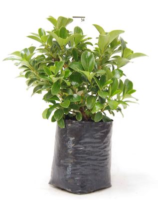 Coprosma lucida PB6.5