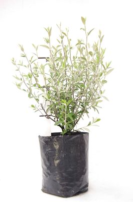 Corokia 'Geentys Green' PB6.5