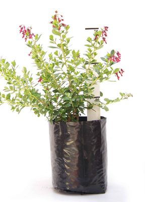 Escallonia 'Fields Scarlet' PB6.5