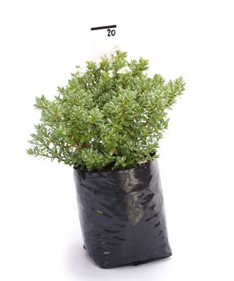 Hebe pinguifolia 'Sutherlandii' PB3