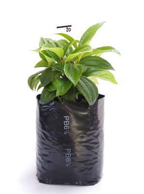 Viburnum davidii PB6.5