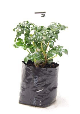 Pachysandra terminalis 'Greensheen' PB3