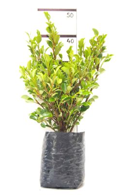 Griselinia 'Canterbury' PB6.5