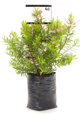 Hebe &#039;Lavender Lace&#039; PB6.5