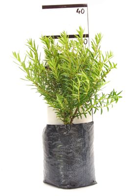 Hebe 'Otari Delight' PB6.5