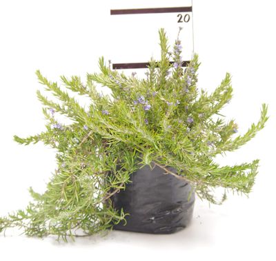 Rosmarinus 'Lockwood de Forest' PB6.5