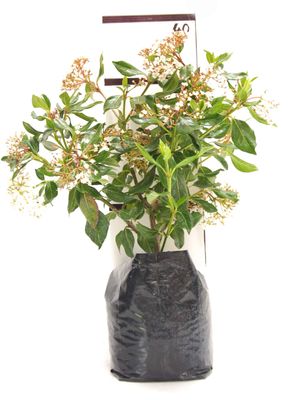 Viburnum tinus 'Lucidium' PB6.5