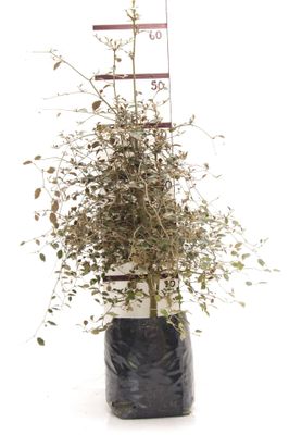 Carpodetus serratus PB6.5