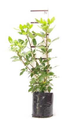 Pseudopanax arboreus PB6.5