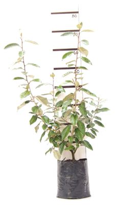 Elaeagnus ebbingei PB6.5