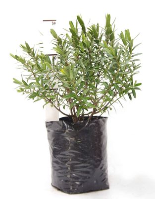 Hebe 'Oratia Beauty' PB6.5