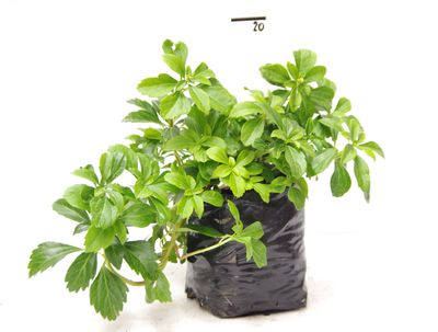 Pachysandra terminalis PB6.5