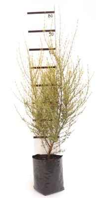 Olearia solandri PB6.5