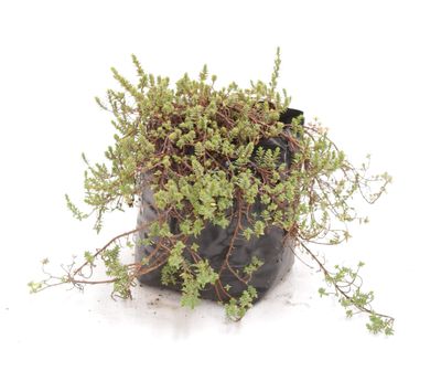 Pimelea oreophila PB3