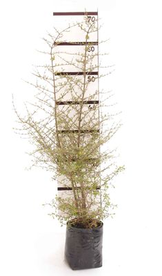 Coprosma propinqua PB3