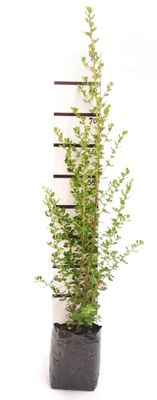 Escallonia 'White Profusion' PB6.5