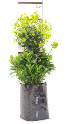 Euphorbia robbiae PB6.5