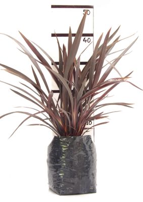 Phormium cookianum purpureum PB6.5