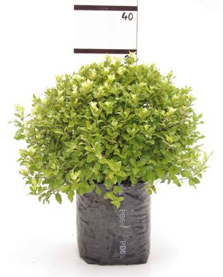 Pittosporum 'Midget' PB6.5