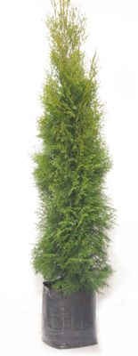 Thuja Smaragd PB40