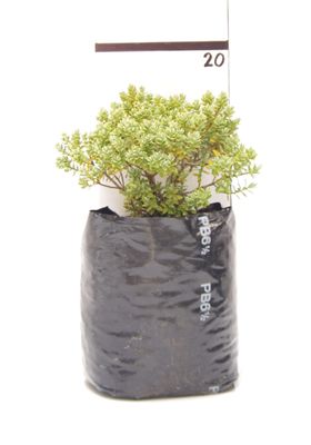 Hebe pinguifolia PB6.5