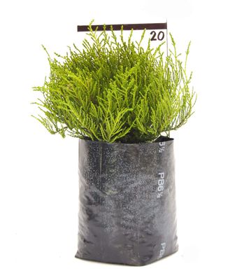 Hebe 'Karo Golden Esk' PB6.5