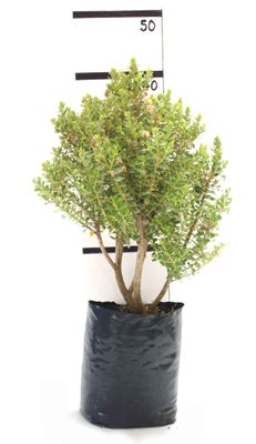 Olearia nummulariifolia PB6.5