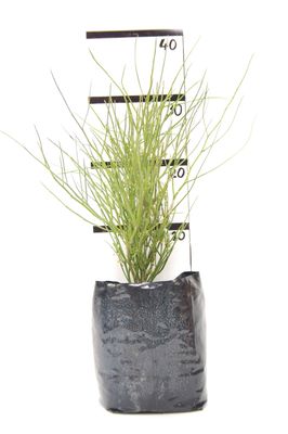 Carmichaelia petriei PB6.5