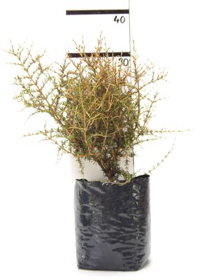 Coprosma 'Lobster' PB6.5