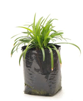 Liriope &#039;Munroes White&#039; PB6.5