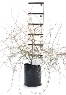 Olearia lineata PB6.5